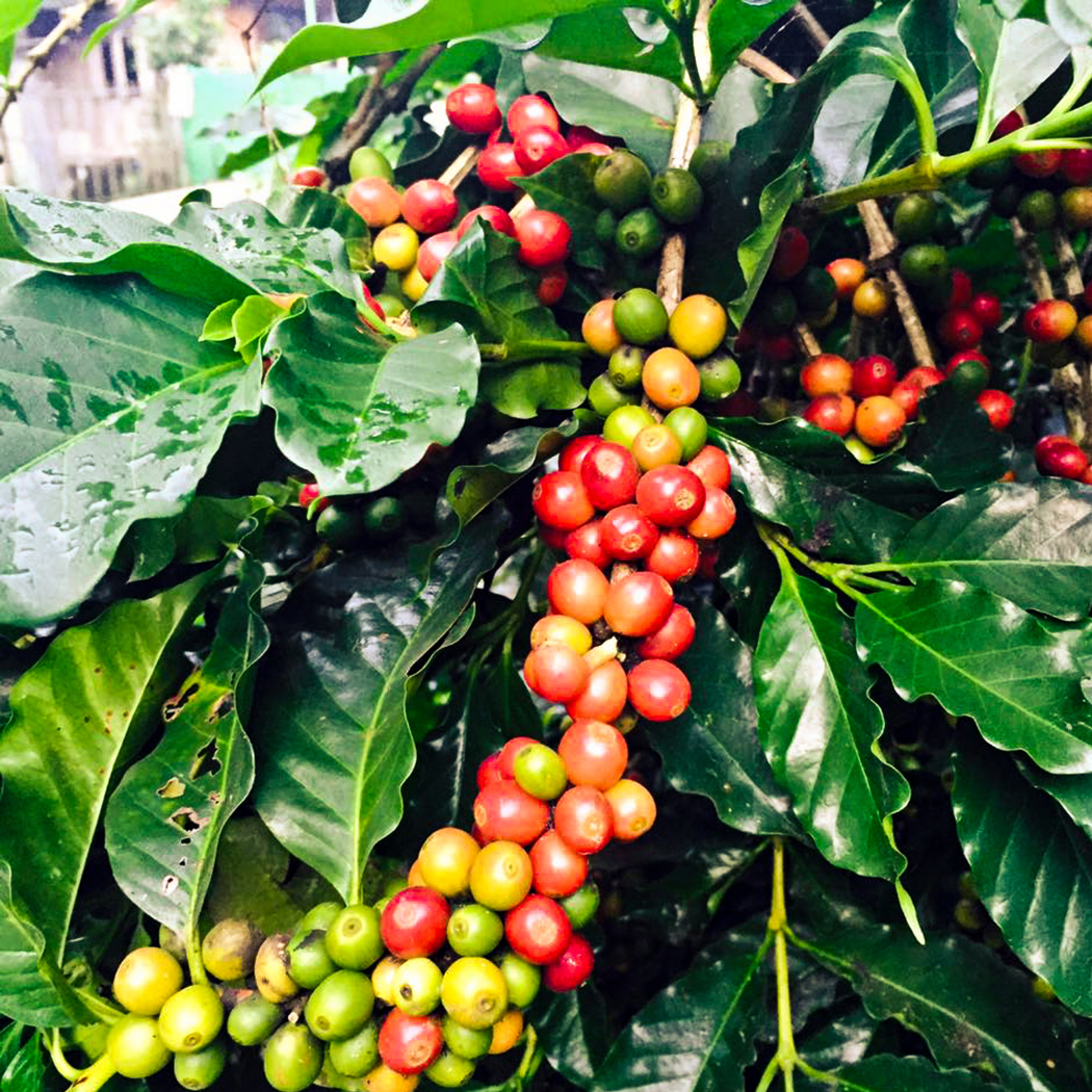 Kenya Murang'a