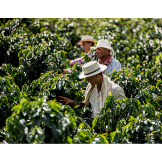 Nicaragua Finca La Bastilla Geisha