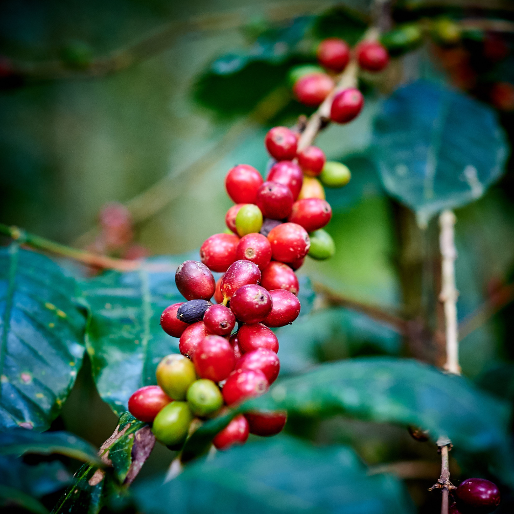 Ethiopia Guji