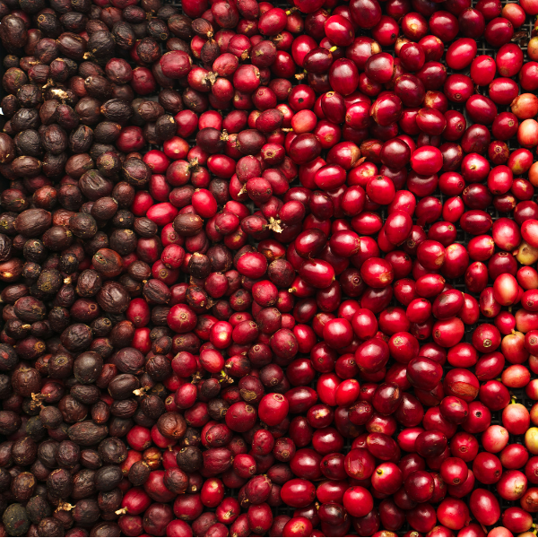 Costa Rica Cerro Dragón Geisha