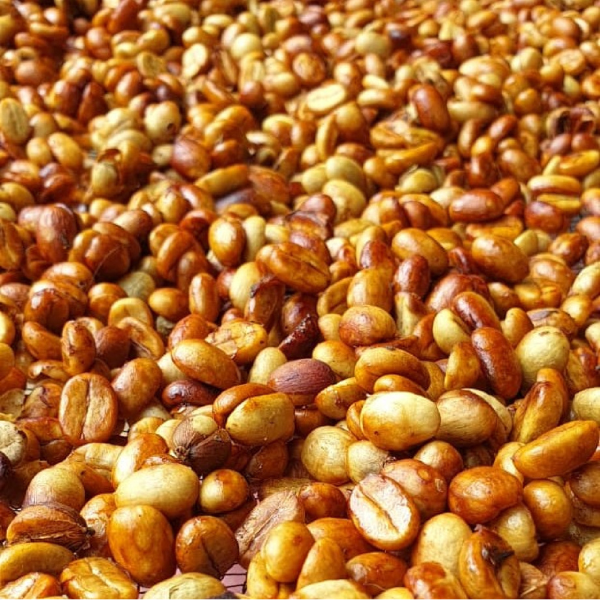 Costa Rica Cerro Dragón Geisha