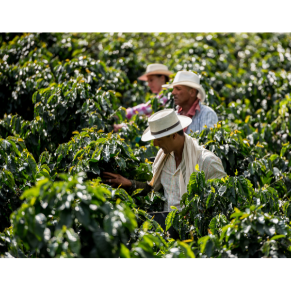 Nicaragua Finca La Bastilla Geisha