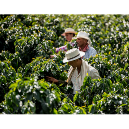 Nicaragua Finca La Bastilla Geisha