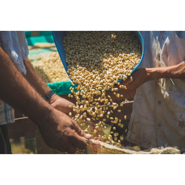 Nicaragua Finca La Bastilla Geisha