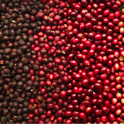 Costa Rica Cerro Dragón Geisha